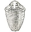 a trilobite